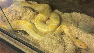 寵物蛇不進食想吞主人？農委會這麼說