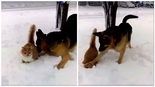 影／喵皇雪中散步　老汪將牠頭埋雪中