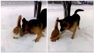 影／喵皇雪中散步　老汪將牠頭埋雪中