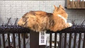 喵星人「桑一下」　防貓刺墊變按摩墊