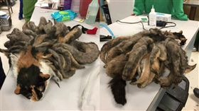 神獸,九尾狐,花貓,喵星人　圖／翻攝自Animal Rescue League Shelter & Wildlife Center臉書