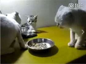 小貓慘變出氣筒。（圖／翻攝自寵物驛站臉書）

