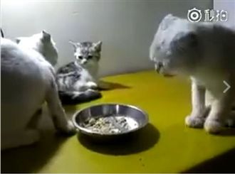 爸媽吵架慘掃颱風尾　小貓遭爸打飛