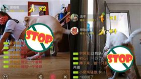 女主播赤裸趴地　大膽直播與狗狗嘿咻
圖／翻攝自斗蟹資訊