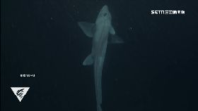 幽靈鯊曝光1800