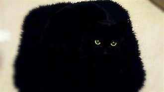 蠢才不長眼？！這是喵皇欽點休息寶座