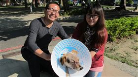 整容,小花,救援,穿孔,認養家庭,倪京台(中央社)