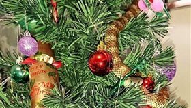 （圖取自「Snake Catcher Victoria Australia」臉書www.facebook.com）