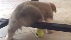 庫柏賣力掙扎。（圖／翻攝自Instagram：cooper___the___corgi）