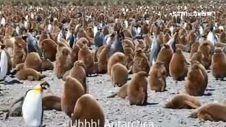 想去南極看企鵝？一趟旅費70萬起跳