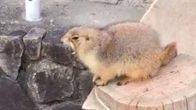 狐獴,貓鼬,動物園,日本, Biglobe,きむぱん,噴嚏,太陽,哈欠　圖／翻攝自きむぱん推特https://goo.gl/9IsgQB