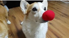 16:9
三隻柯基玩假狗挑戰　忍不住露餡只好對鏡頭吐舌頭賣萌
圖／翻攝自Samcorgi IG
https://www.instagram.com/p/BOHzjj4hsdI/