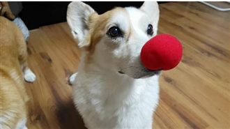 柯基「假狗挑戰」　忍不住改吐舌賣萌