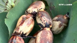 蓮花全身上下都是寶　營養省錢好康多