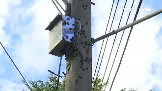 民間捕蜂人摘虎頭蜂窩　遭叮咬險休克