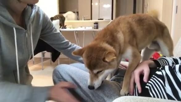 主人當成色狼咬　柴柴：我要保護馬麻