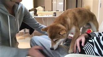 主人當成色狼咬　柴柴：我要保護馬麻