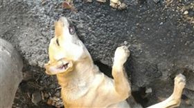 北港毒死狗狗／吳泓儒臉書