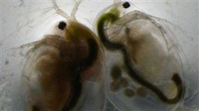 圖/翻攝自Phys.org-http://phys.org/news/2016-12-sex-evo