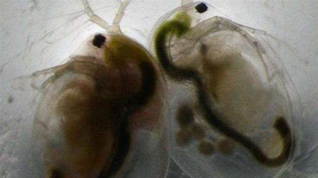 人類性交繁衍下一代　全為讓後代…