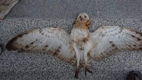 國內第一起證實滅鼠藥致死草鴞。（圖／高雄鳥會／環境資訊中心）