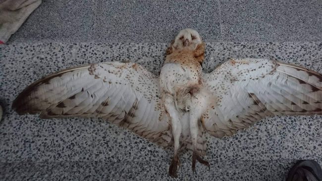 滅鼠藥毒死瀕危草鴞　鳥會籲停用毒餌