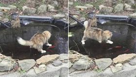 貓咪抓半天抓不到魚。（圖／翻攝自Go Animals臉書）