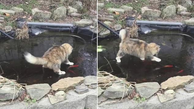 傻貓不知水面結冰　來回追趕抓不到魚