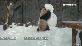 貓熊鬥雪人1600