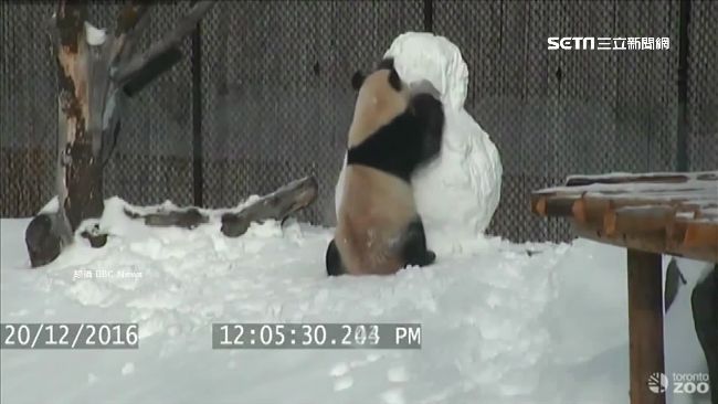 熊貓手腳並用鏟雪　爆打「禮物雪人」