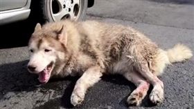 一隻哈士奇在嘉義市遭車輾_嘉義市動物守護協會 - apacc臉書