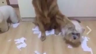 被背叛的滋味　奸詐黃金獵犬出賣同伴