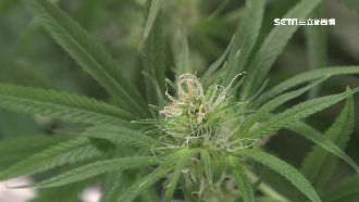 民宿兼種毒！燈光培育大麻價值5百萬