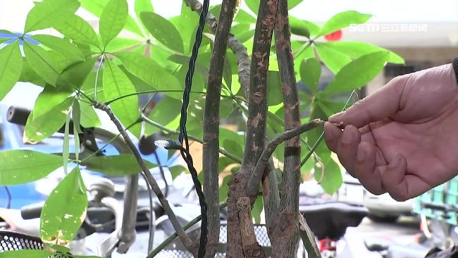 怪阿伯沿途拔樹葉　店家發財樹光禿禿