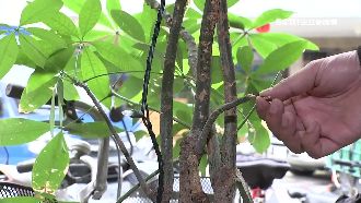怪阿伯沿途拔樹葉　店家發財樹光禿禿