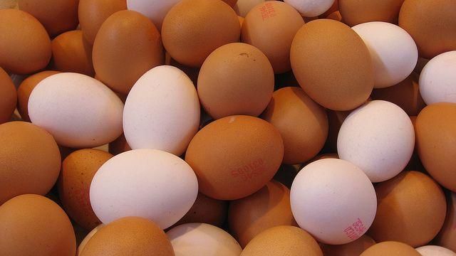 戴奧辛從何來？「飼料成分」追查重點