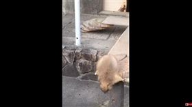 土撥鼠被網友的噴嚏聲嚇到。（圖／翻攝自YouTube）