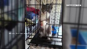 A九命怪貓墜1800