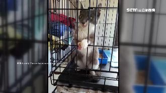 「九命怪貓」是真的！這些案例驚呆人