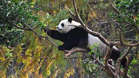 貪吃美食  圓仔下重手拆樹摘果／台北市立動物園26日表示，最近適逢茄苳樹果實成熟期，大貓熊「圓仔」為了美食不擇手段，一連幾天攀折茄苳樹枝找果實，幾乎把茄苳樹給「拆」了。圖／中央社