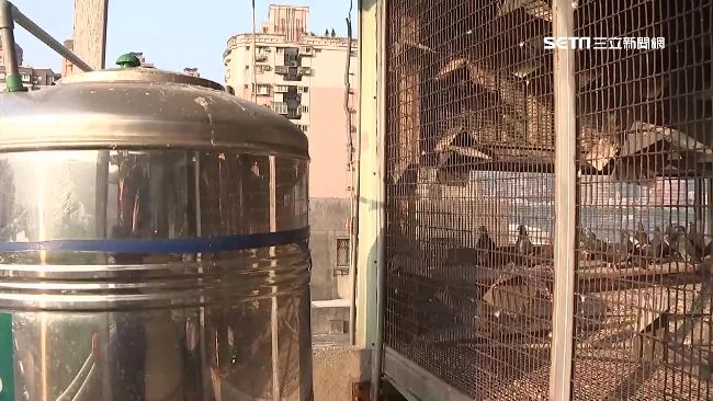 頂樓建鴿舍還上鎖　反應被嗆要找小弟