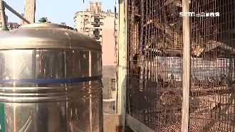 頂樓建鴿舍還上鎖　反應被嗆要找小弟