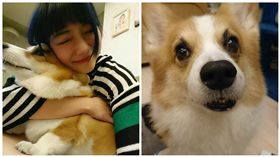 邵庭憂心柯基犬「污泥」鼻子白點　揪心告白惹哭眾粉絲
圖／翻攝自邵庭臉書