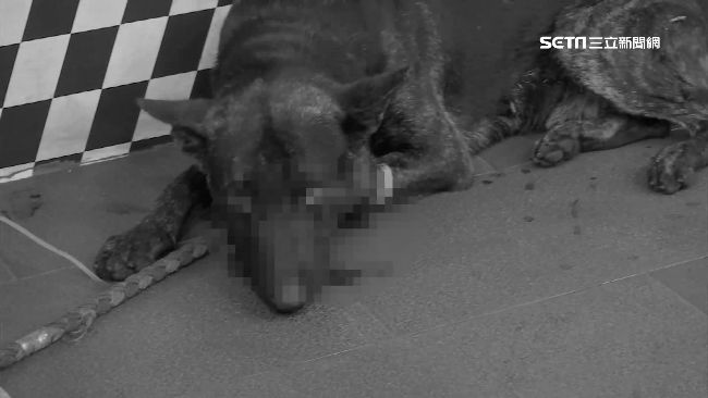 瘋狂男臨演虐殺狗　肚破腸流縫百針