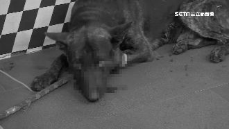 瘋狂男臨演虐殺狗　肚破腸流縫百針