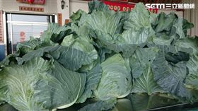 高麗相見歡！台灣甘藍首航外銷韓國