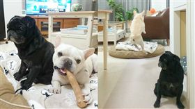 個性天差地遠！黑巴哥、白法鬥兄弟　反差萌互動超可愛