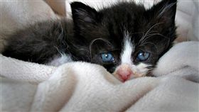 貓咪、小貓/flickr-Casey Geib
（https://www.flickr.com/photos/7407251@N07/544443631/in/photolist-Q7q8a-avgxkq-4Zvq3q-cUQmHU-3sTpR1-4uSFpg-bPLEq2-59oWt9-6HUokg-4bg6T-PegjC-9UNwi2-7HqG2B-7J5Dzc-7L4YyZ-7Lt5NS）