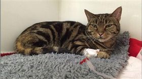 ▲貓咪偷吃蛋糕宿醉送醫。（圖／翻攝自dailymail）
http://www.dailymail.co.uk/news/article-4062192/Boozy-cat-finds-Santa-s-naughty-list-breaking-owner-s-Christmas-hamper-scoff-sherry-brandy-soaked-cake.html