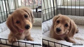 ▲Maya左右歪著頭。（圖／翻攝自Instagram：mayathedox）